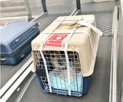 涪陵宠物托运 宠物托运公司 机场宠物托运 宠物空运